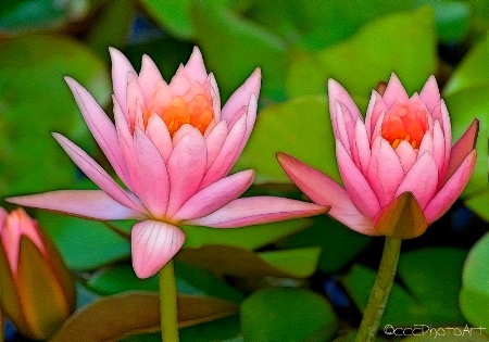 Power Pink Waterlillies