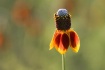 Sedona Flower