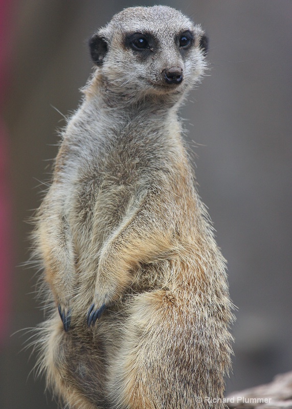 Meerkat