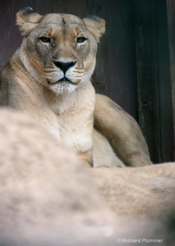 African lion