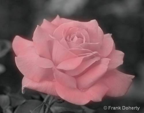 Pink Rose Painting