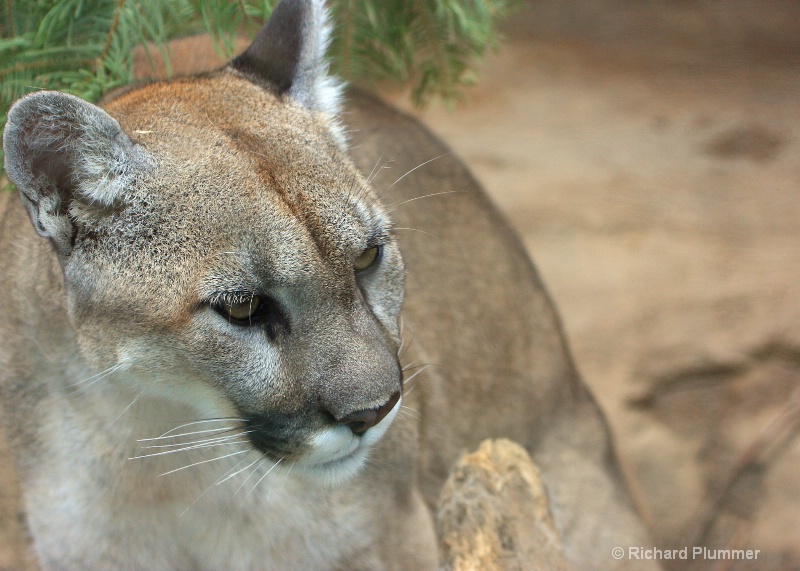 Colorado Mountain Lion