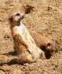 Sentry