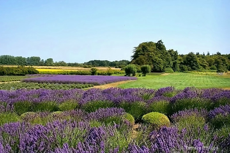 Lavender Fields of Sequim