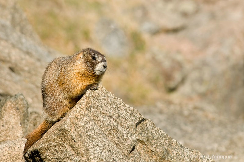 Yellow Bellied Marmot - ID: 6779482 © Kyle Zeringue