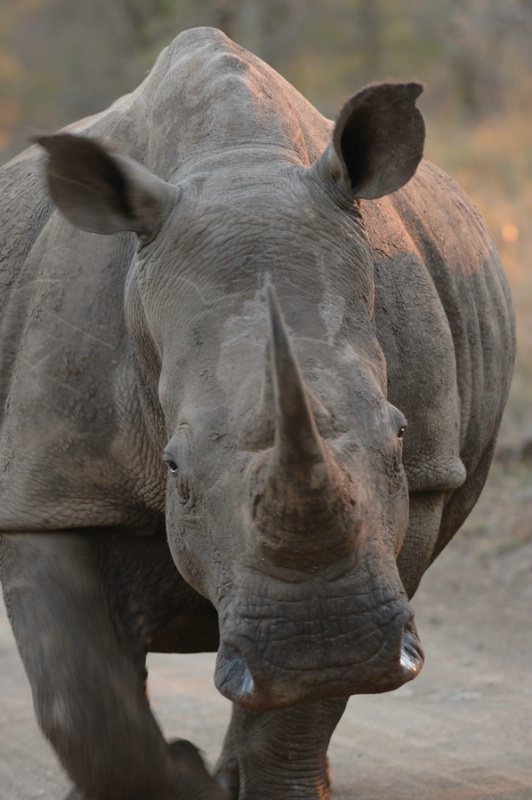 White rhino