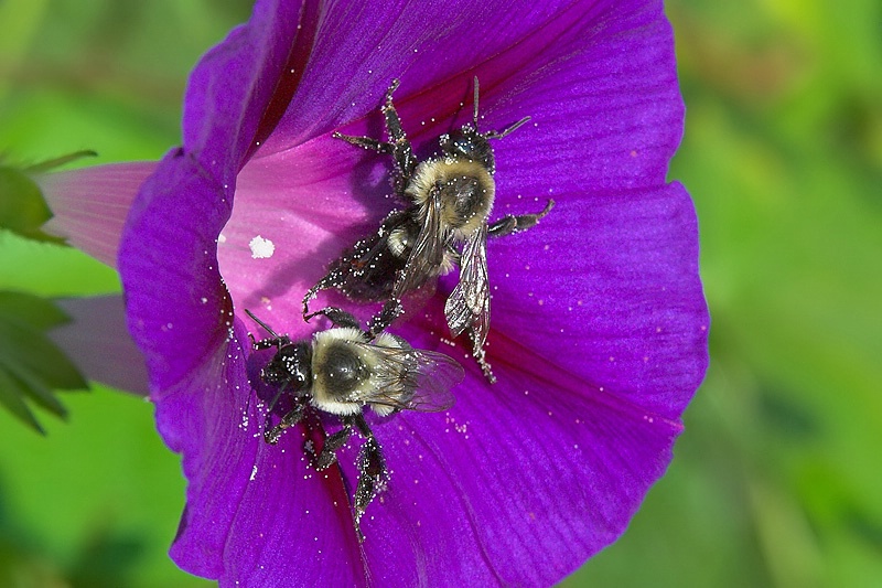 Double Bumblebees