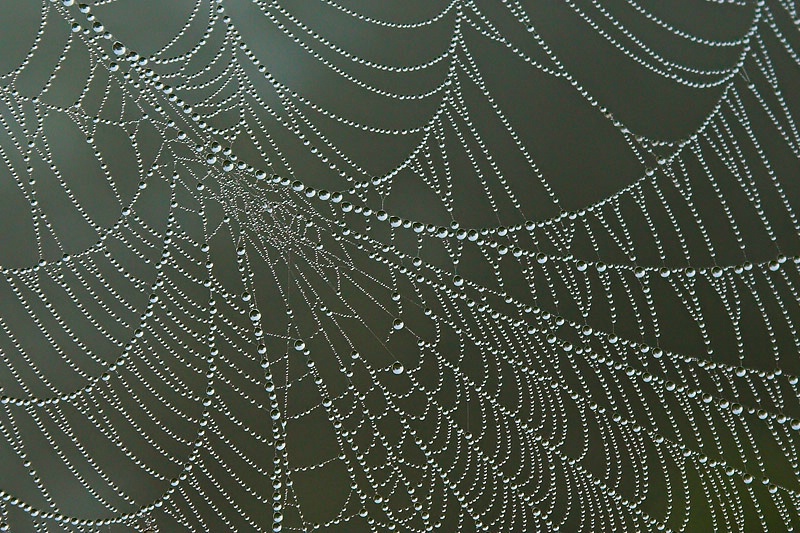 Dew Drop Spider Web