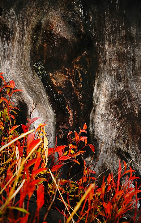 fall color scream