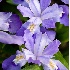 © Kyle Zeringue PhotoID # 6782994: Crested Dwarf Iris 2