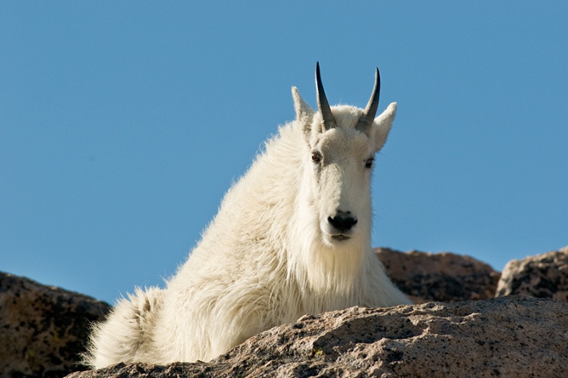 Mountain Goat - ID: 6783054 © Kyle Zeringue