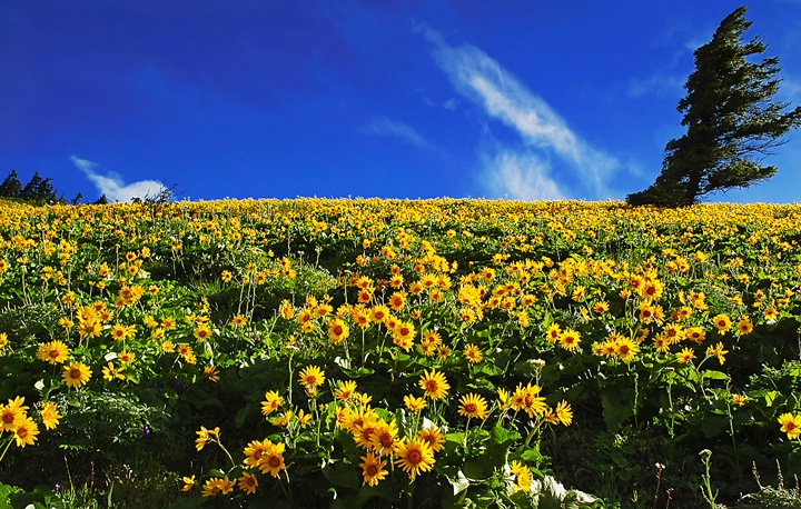 balsamroot-heights