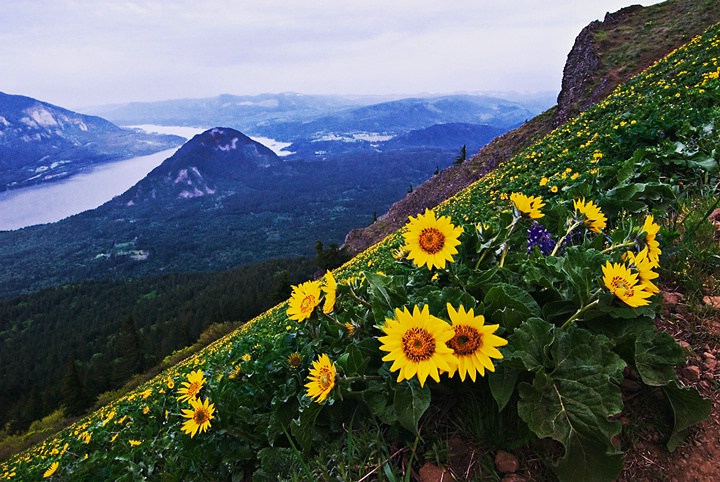 dog mountain balsamroot