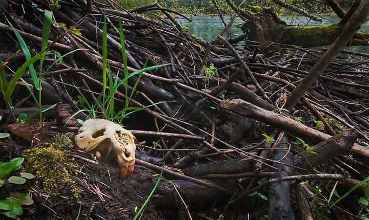 beavers last dam