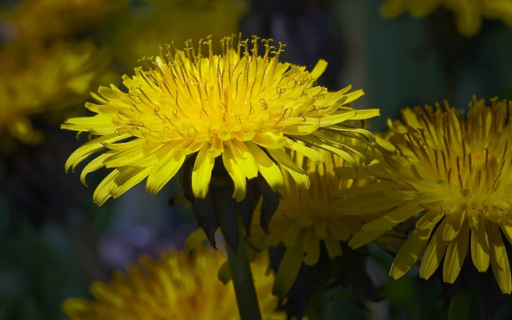 dandelions in the sun