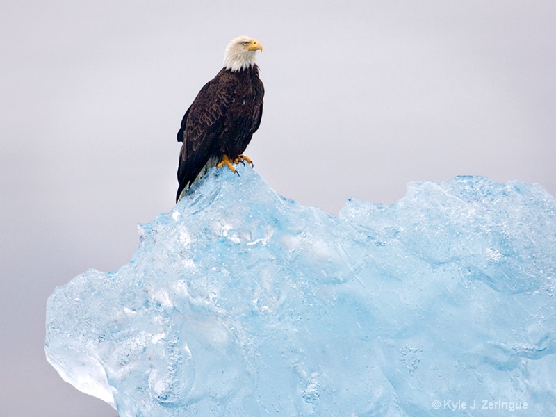 Bald Eagle Icy Perch