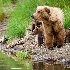 © Kyle Zeringue PhotoID # 6783342: Brown Bear Sow and Four Cubs