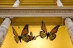Museum Monarchs