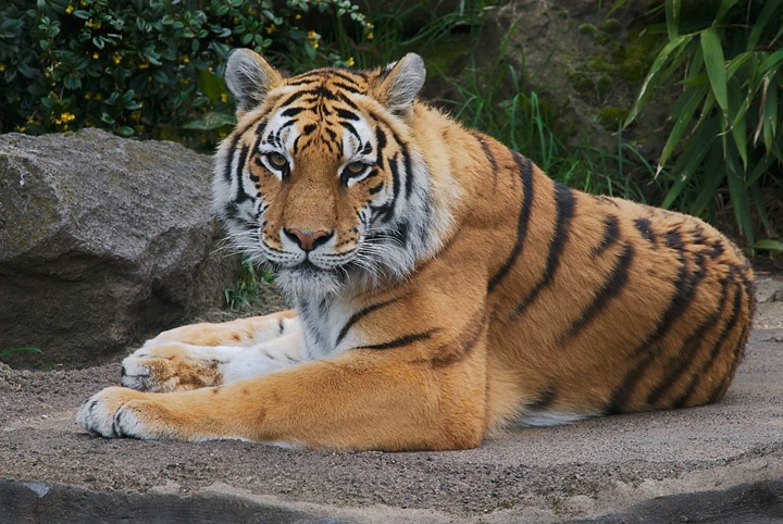 amur tiger