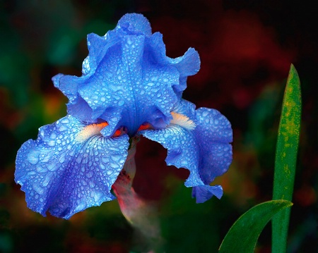 baby blue iris