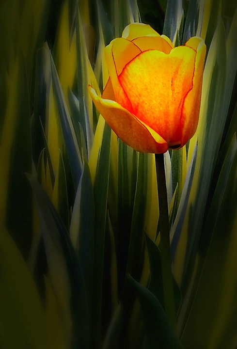 pink-yellow tulip