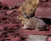 Pika