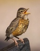 Juvenile Robin
