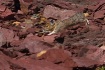 Downhill Pika