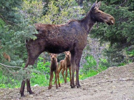 Moose Babies (GTG)