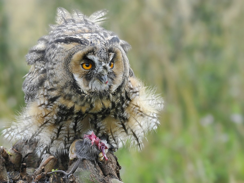 Eagle Owl with prey