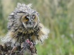 Eagle Owl with pr...