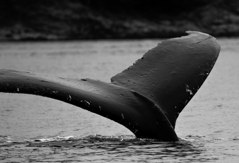 B&W Whale Fluke