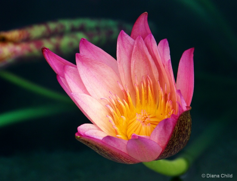 Pink Waterlily