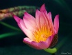 Pink Waterlily