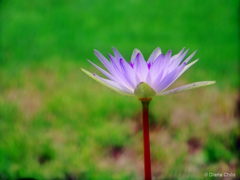 Purple Waterlily