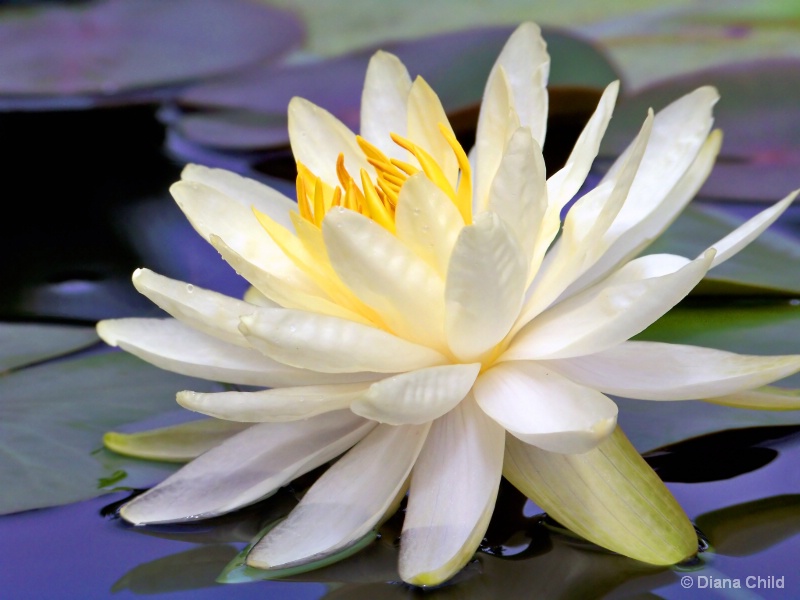 White Waterlily