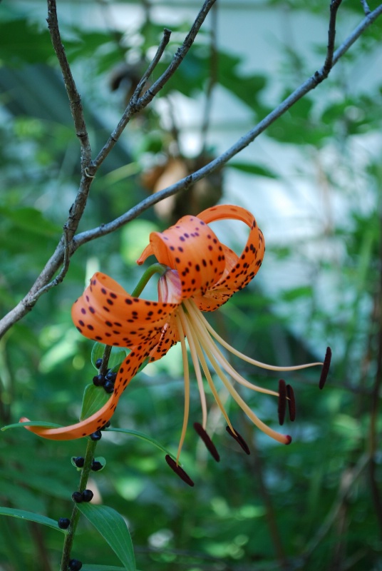 Tiger Lily