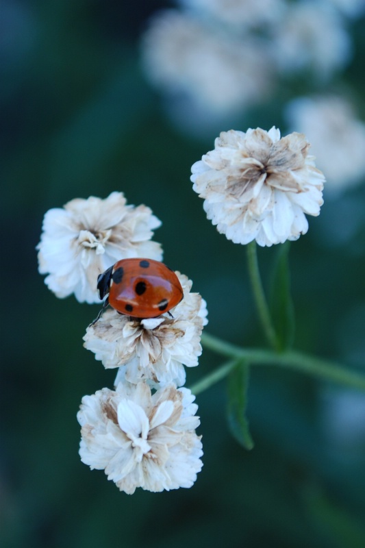 Lady Bug