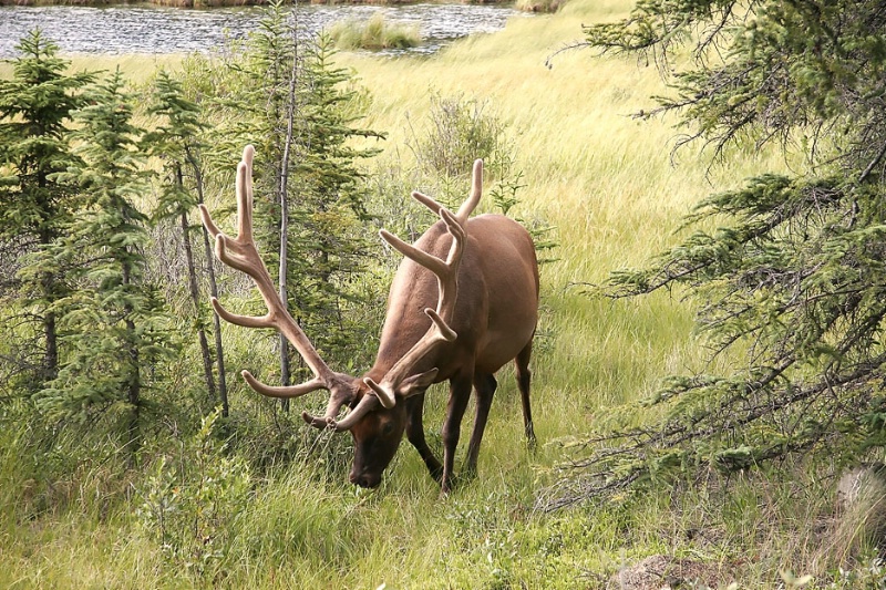 A Northern Bull