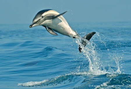 Dolphin Greeting