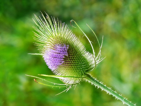 Bloomin' Teasel