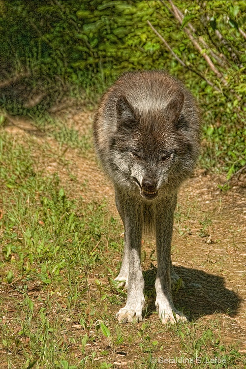 Grey wolf (in captivity)