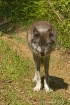 Grey wolf (in cap...