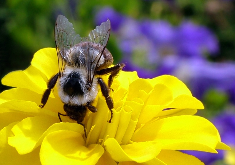Bee On Yellow