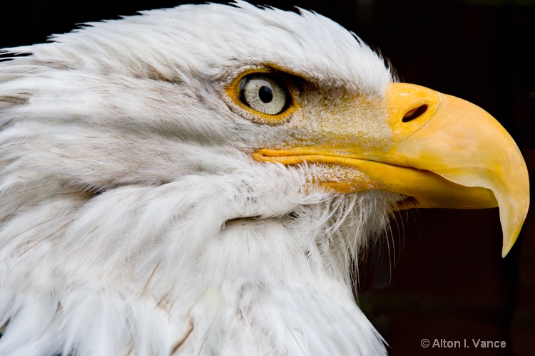 Bald Eagle _51U7741