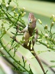 Animal Olympics -...