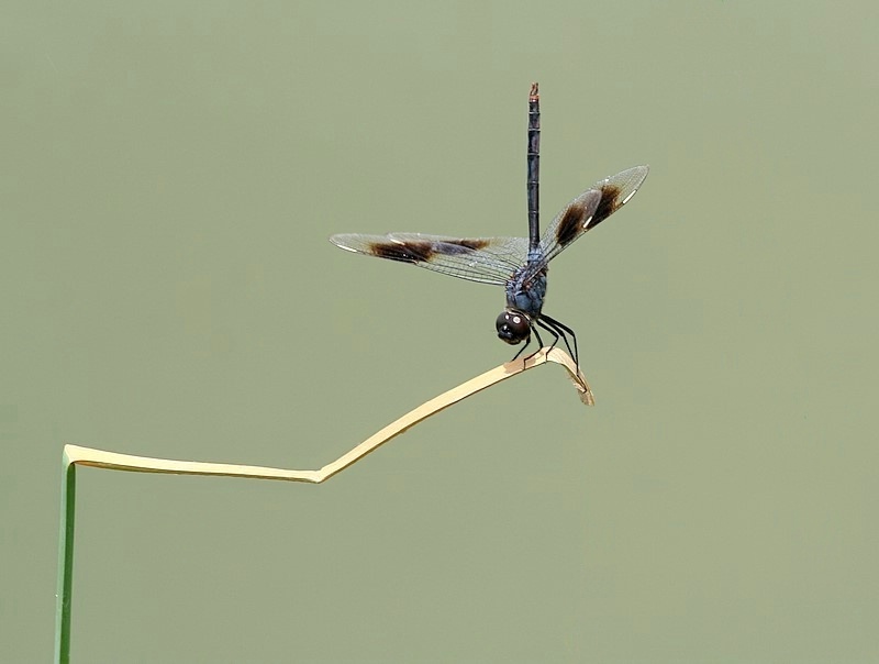 Odonata Olympics - Springboard Diving