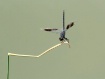 Odonata Olympics ...