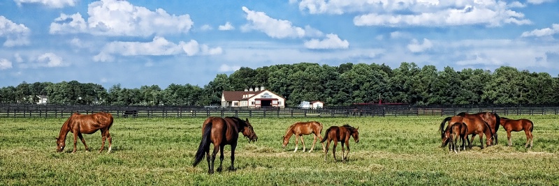 Birch Creek Farm in July