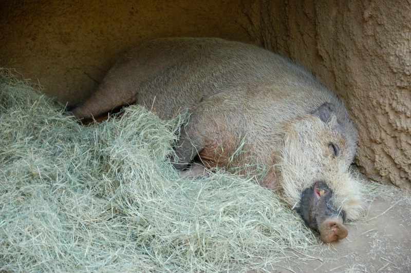 Bearded Pig Sleeping - After (Closeup)